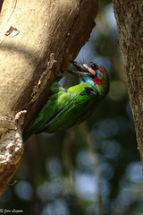 Psilopogon duvaucelii