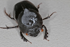 Onthophagus desectus