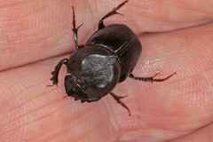 Onthophagus desectus