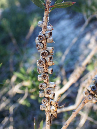 Melaleuca rugulosa (Melaleuca rugulosa)