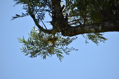 Iole indica