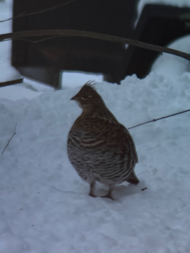 Ruffed Grouse (Bonasa umbellus), photo 6