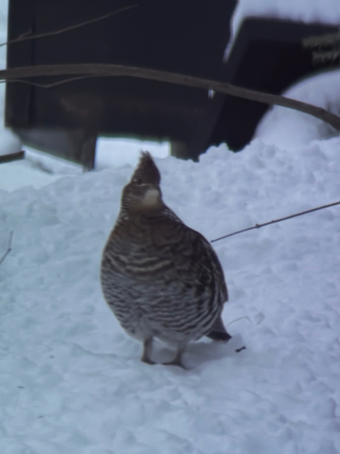 Ruffed Grouse (Bonasa umbellus), photo 5