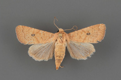 Protorthodes mulina