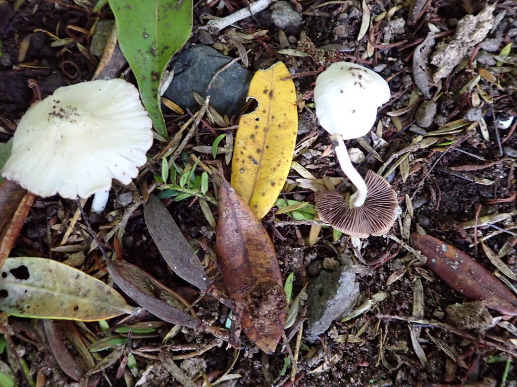 Candolleomyces candolleanus · January 2026 · photo: © bethmaree (iNaturalist, cc-by)