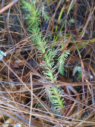 inundated bog clubmoss (Lycopodiella inundata)