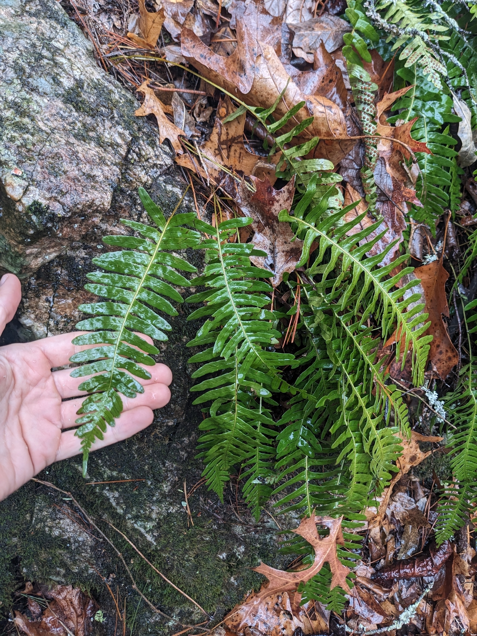 Appalachian Rockcap Fern (Polypodium appalachianum)