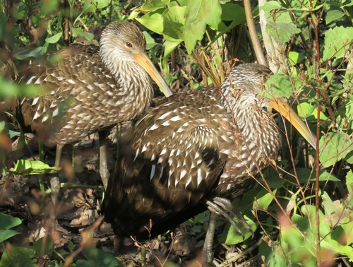 Aramus guarauna image