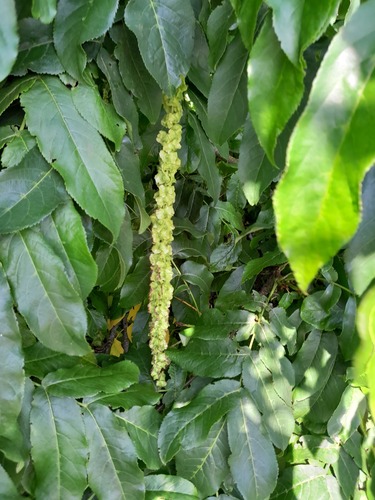 Caucasian Wingnut (Pterocarya fraxinifolia)