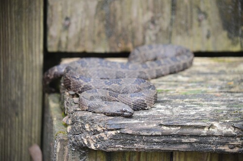 Brown Watersnake