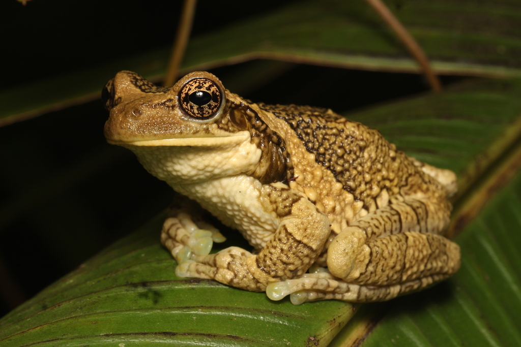 Central American Milk Frog