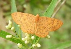 Emesis vulpina