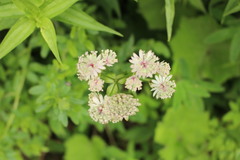 Astrantia