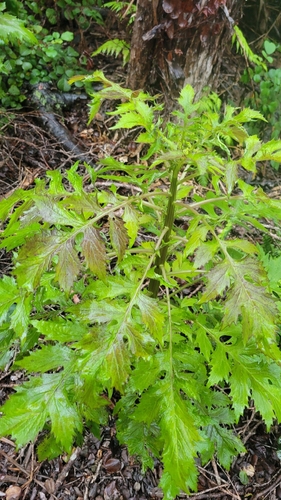 Erechtites valerianifolius observed 2026-01-05