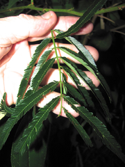 Calliandra houstoniana calothyrsus