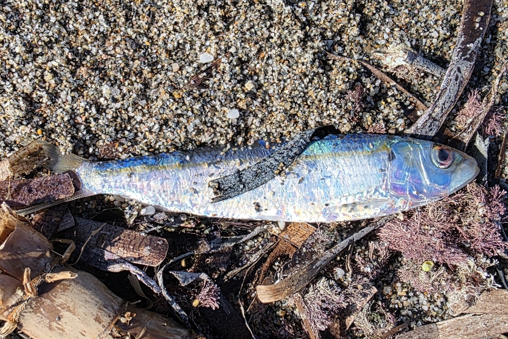 Bang (Sardinella aurita) — Clupeidae