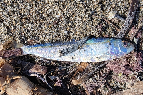 Bang (Sardinella aurita) — Clupeidae