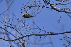 Cyanistes caeruleus