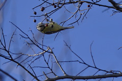 Cyanistes caeruleus