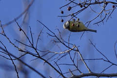 Cyanistes caeruleus