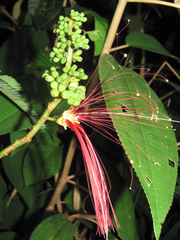 Calliandra houstoniana calothyrsus