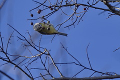 Cyanistes caeruleus