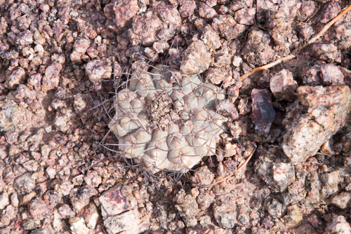 Gymnocalycium glaucum