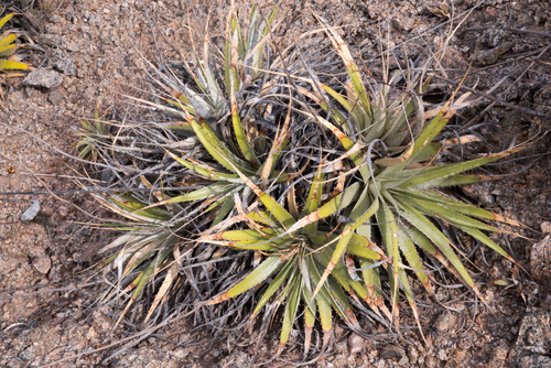 Deuterocohnia longipetala