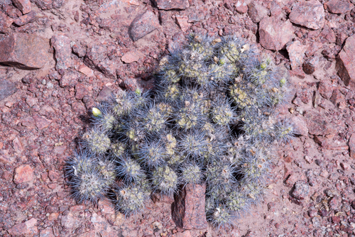 Tephrocactus alexanderi