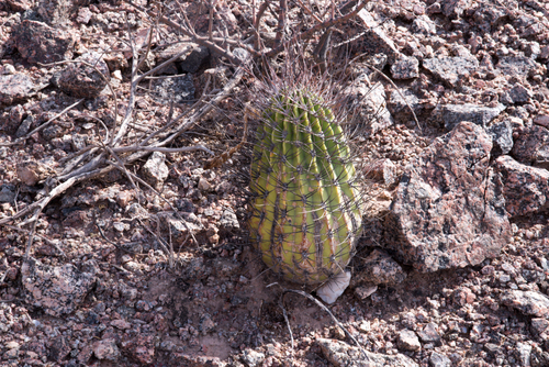 Echinopsis leucantha