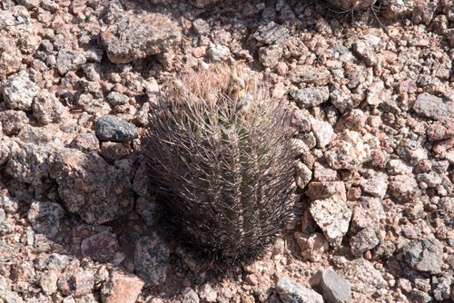 Eriosyce bulbocalyx