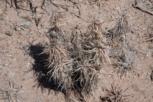 Paper-Spined Cholla