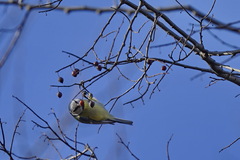 Cyanistes caeruleus