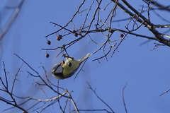 Cyanistes caeruleus