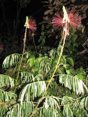 Calliandra houstoniana calothyrsus
