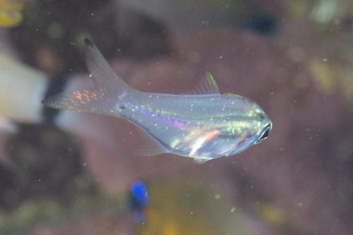 Rhabdamia gracilis observed 2025-11-04