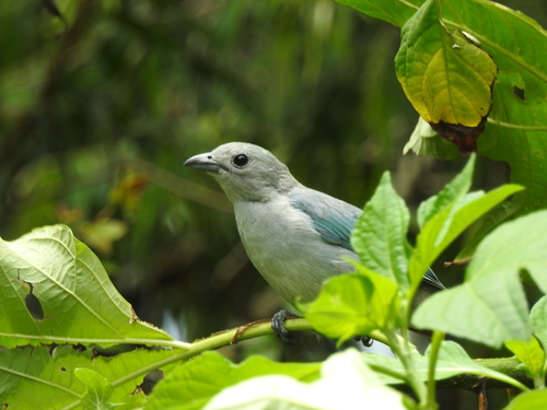 Sayaca Tanager (Thraupis sayaca), photo 4