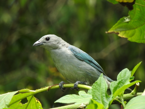 Sayaca Tanager (Thraupis sayaca), photo 3