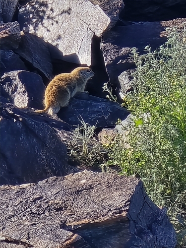 Round-tailed Ground Squirrel observed by gleippert