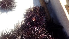 Echinometra vanbrunti