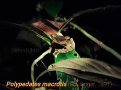 Polypedates macrotis