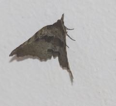 Aroana hemicyclophora