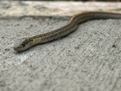Northwestern Garter Snake