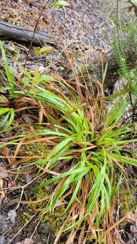 Luzula hawaiiensis observed 2026-01-05