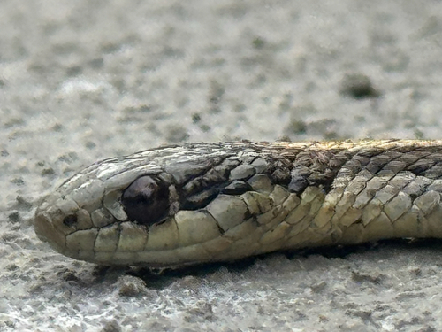 Northwestern Garter Snake
