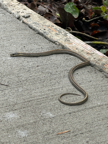 Northwestern Garter Snake