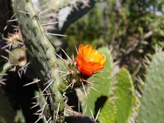 Consolea rubescens, photograph (c) Kurt Miller, some rights reserved (CC BY-SA)