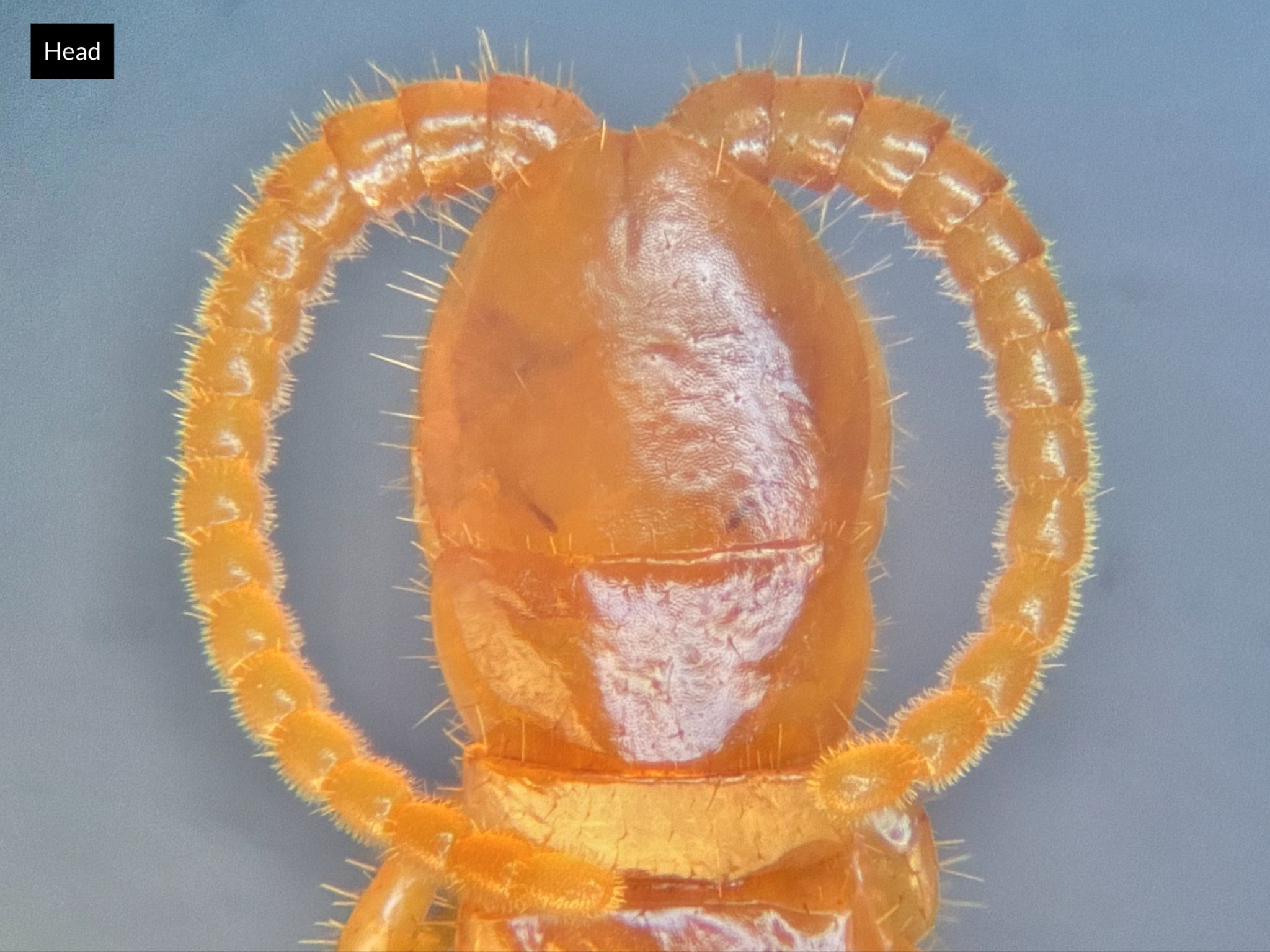 Cryptops hortensis Donovan, 1810