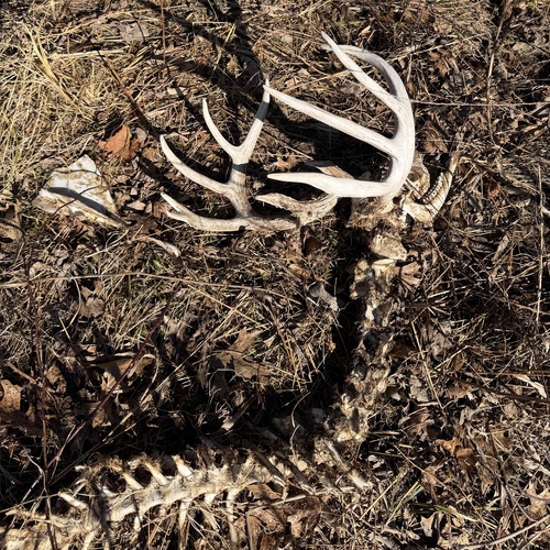 White-tailed Deer photographed in Missouri