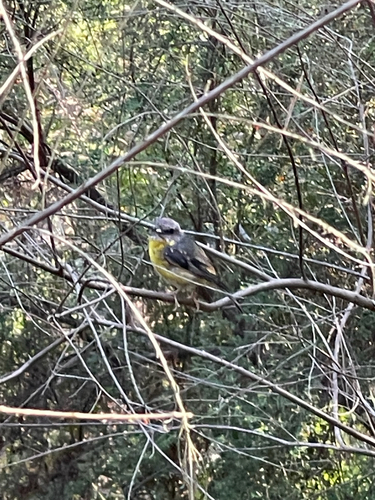 Eastern Yellow Robin (Eopsaltria australis), photo 6
